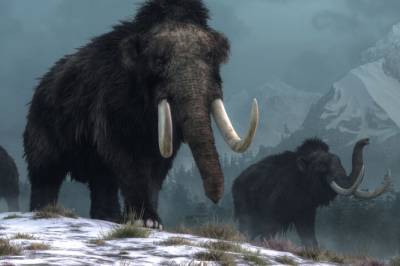 I 70 år trodde et museum at fossilene deres var fra en mammut. De tok feil