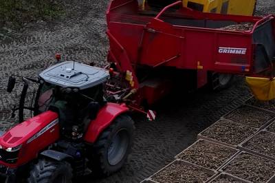 120 mil med potetrenn skal høstes før frosten