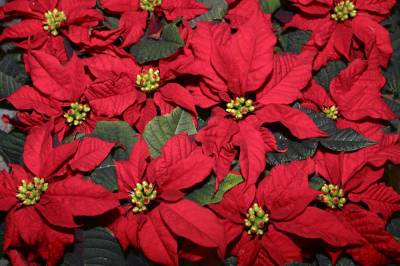 Disse får også julestjerne