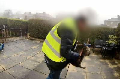 Amazon-bud stjeler katten