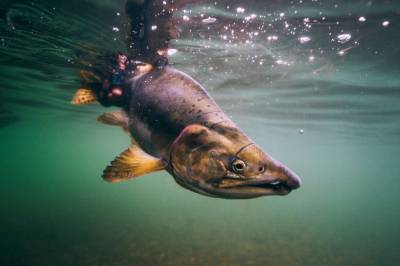 For 80–100 millioner år siden ble arvematerialet hos en laksefisk fordoblet. Det har satt varige spor