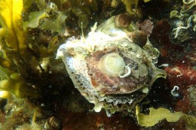 Norge har sluppet unna, men nå er parasitten oppdaget i Sverige