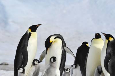 Isen brekker opp før den skal. – Ungene drukner