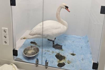 Utslitt svane fikk hjelp: – Lider under manglende leveområder