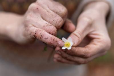 Allerede nå forbereder disse plantene neste vår
