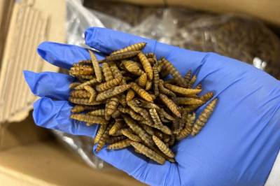 Kan insekter og algeoljer i laksefôret erstatte bruk av importerte råvarer?