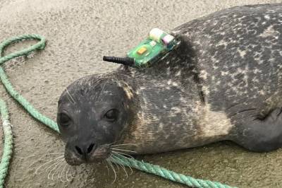 Dette kan lage kluss for forvaltinga av steinkobbar