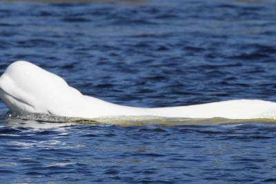 På full hvalfart mot kysten – snudde og svømte tilbake til Hokksund