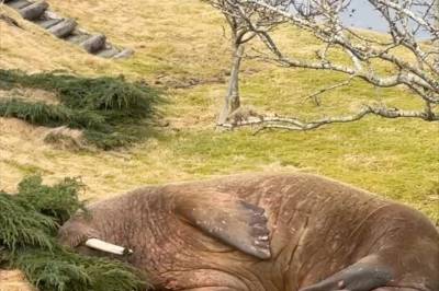 Fant hvalross i hagen