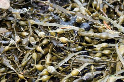 Dette kost­tilskuddet kan gi skadelige mengder jod