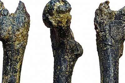 Kontroversiell debatt: Kom ape-forfaren vår ikke fra Afrika?