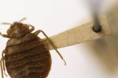 Veggedyr øker igjen