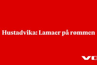 Hustadvika: Lamaer på rømmen