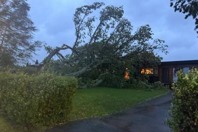 Krever en halv million etter at eiketreet hans falt: - Kommer ikke til å gi oss