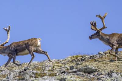Villreinen trenger ro til å beite, men det er mye som står i veien