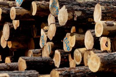 Kan ikke vedta skogens vekst