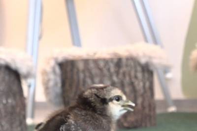 Barnehage med egne kyllinger