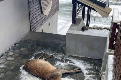 Laila fant hjort på trappa: – Var steindau