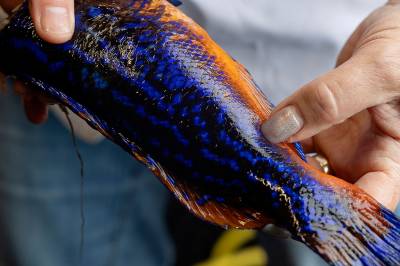 Denne fisken er en blåstål. Hva heter hunnen av samme art?