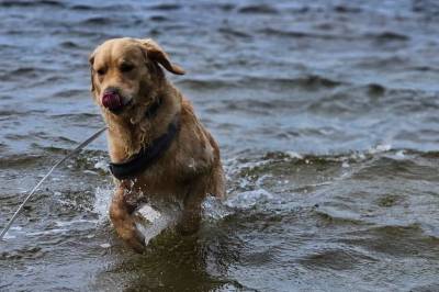 Max (2) ble skremt av fyrverkeri i Arendal – funnet død