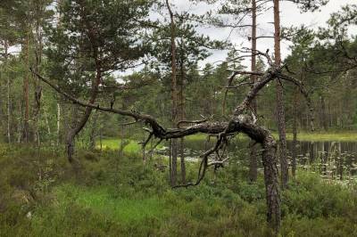 Naturmangfold og vindkraftutbygging