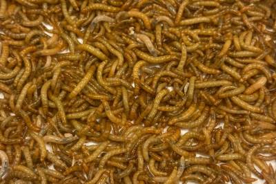 Slik kan insektlarver bli sunnere dyrefôr