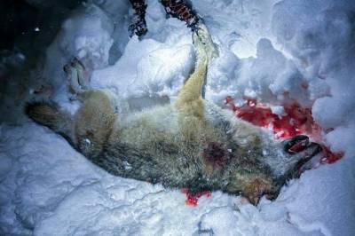 Opplysninger til VG: Ti menn tiltalt for ulovlig ulvejakt