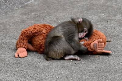 Den ensomme apebabyen gikk viralt. Nå er kosedyret den bærer på, utsolgt i flere land.