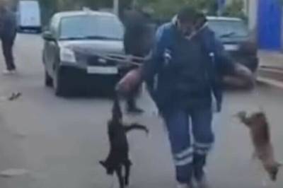 Anklages for massedrap på hunder