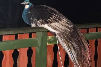 Trodde det var katten som skulle inn – så var det en påfugl