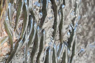 Disse små fiskene klatrer rett opp en foss