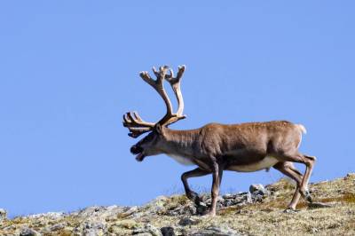 Jaktforbud på villrein kan ha positive effekt