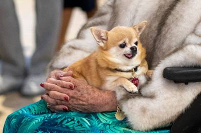 Dette skjer med prinsesse Astrids hund