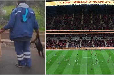 VM-landet anklages for massedrap på løshunder: – Brutalt og fryktelig