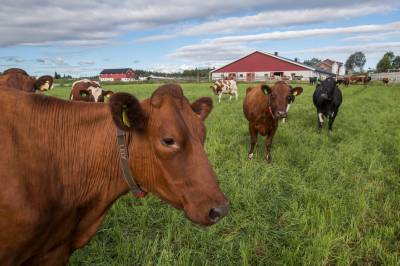Tine varsler melkekrise: Kan vare inn i 2027