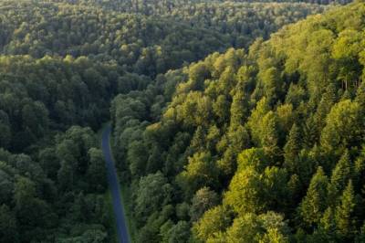 Tråkket på bjørn - kvinne (58) drept