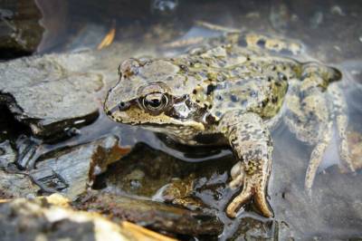 KI-skrevet rapport hevdet politimann ble til en frosk