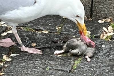 Rottesjokk på Karl Johan: - Oi, du verden