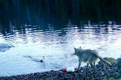 Ulven trekker krabbeteine - forskere sjokkert
