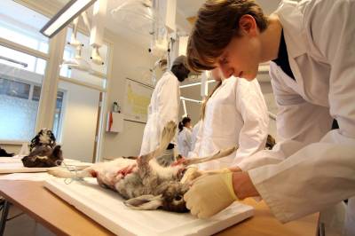 Utforsker vilt i naturfag