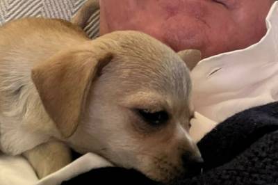 Tok hunden med i bisettelsen