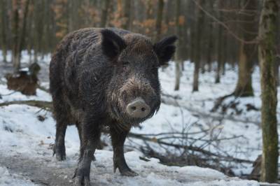 Villsvinet:  – Nordmenn bygger sine oppfatninger på skrekkhistorier fra Europa