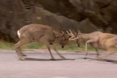 Follo: Barker sammen