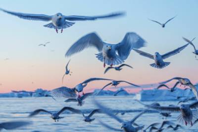 Når isen smelter, dukker det opp noe «alle» vil ha