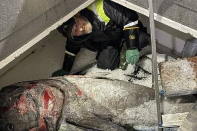 «Lyren» fikk monstermakrell på 340 kilo – uten Bård og Lars: – Nå er vi konkurrenter!
