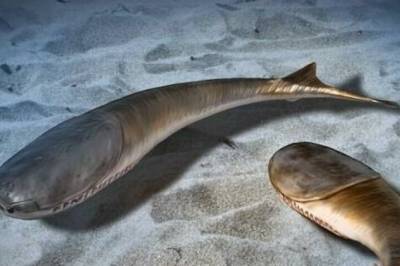 Slik tok fiskene over havet. – En fantastisk studie, sier professor