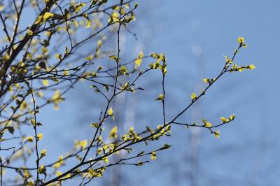 Spår heftig pollensesong i Bergen