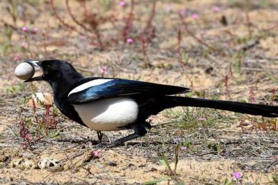 Forskerne har oppdaget hvorfor fugler bruker plast i reirene