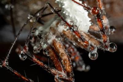 Zombiesopp oppdaget i Sverige: – Finnes trolig i Norge også