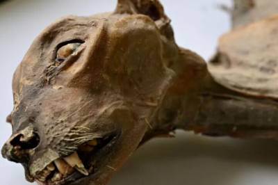 Mumie-geparder dukket opp i huler i Saudi-Arabia